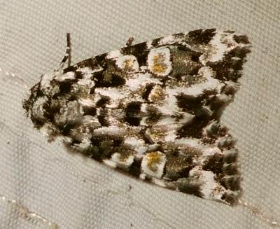 Epicyrtica pamprepta