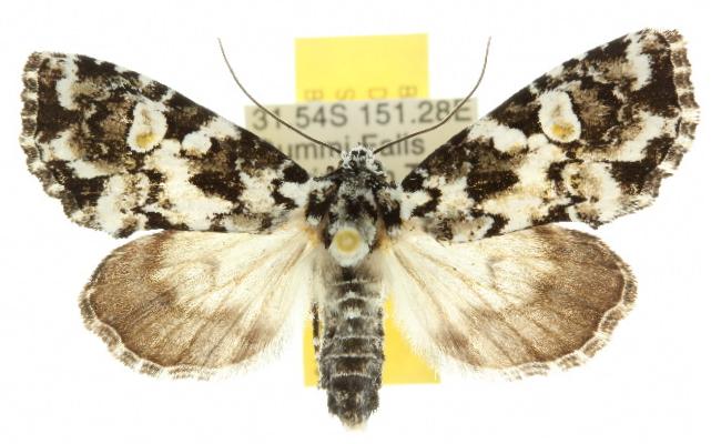 Epicyrtica pamprepta