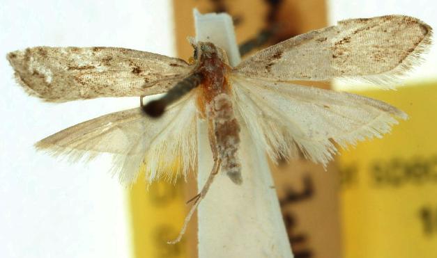 Paramorpha aplegia