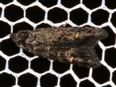 Bondia caseata