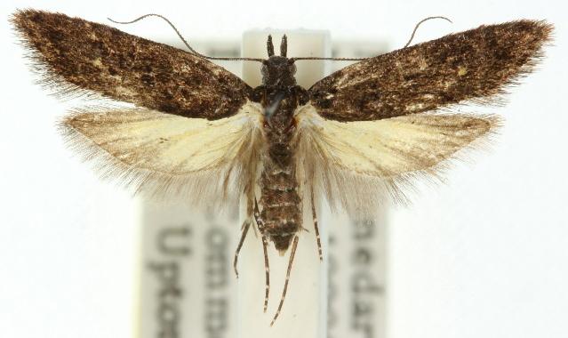 Bondia caseata