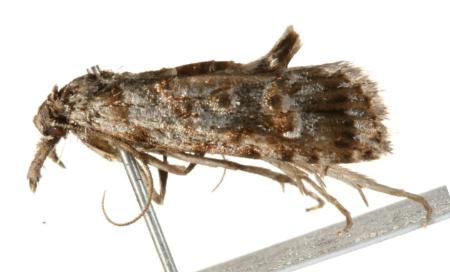 Carposina hyperlopha