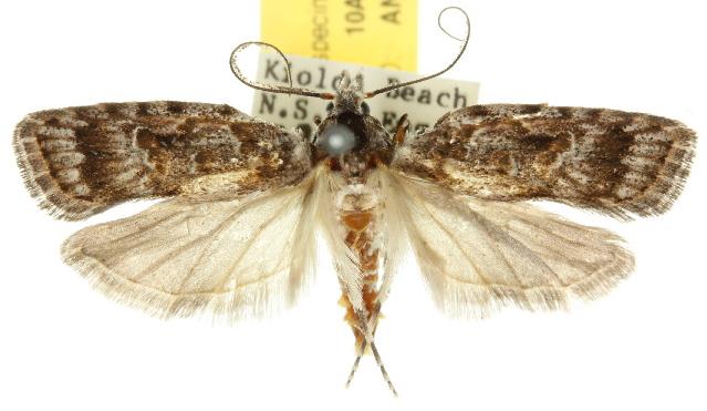 Carposina hyperlopha
