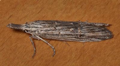 Carposina leptoneura