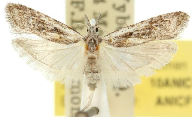 Carposina loxolopha