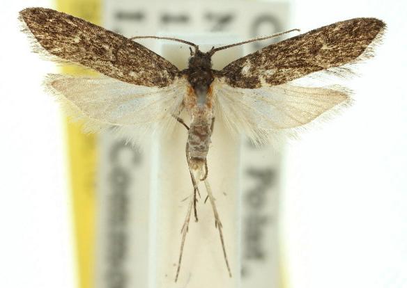 Bondia maleficana