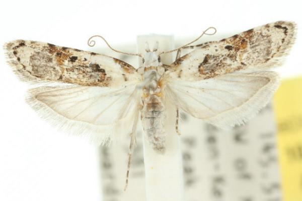 Sosineura mimica