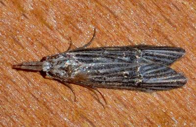 Carposina neurophorella