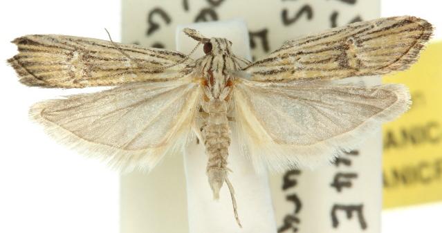 Carposina neurophorella