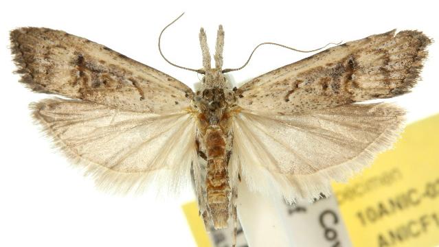 Carposina pinarodes