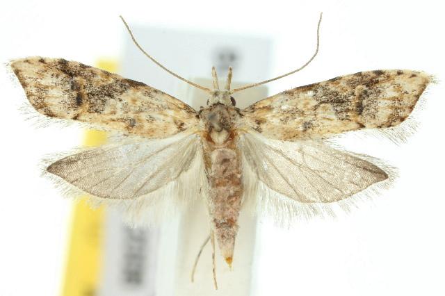 Epicopistis pleurospila