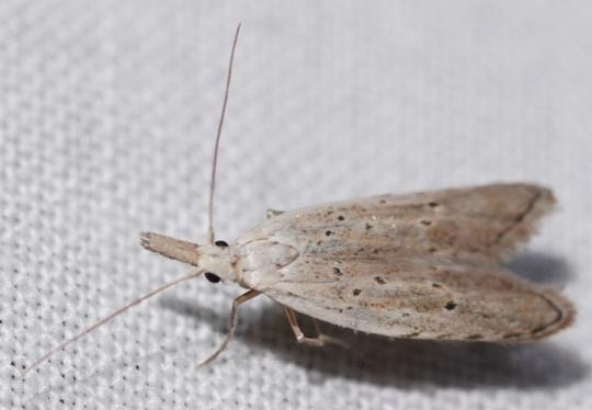 Paramorpha rhachias