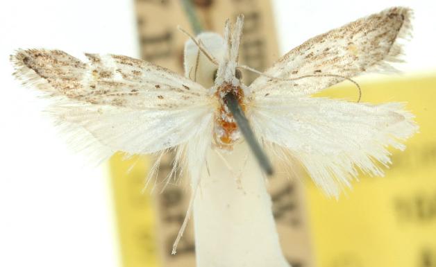 Paramorpha tenuistria