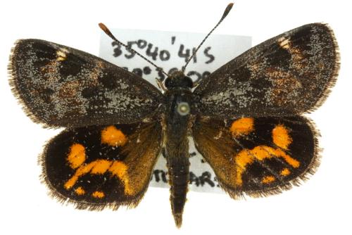 Synemon parthenoides