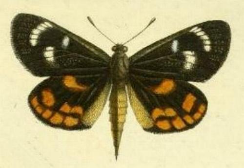 Synemon parthenoides
