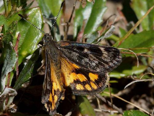 Synemon parthenoides