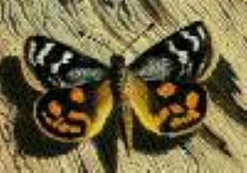 Synemon parthenoides