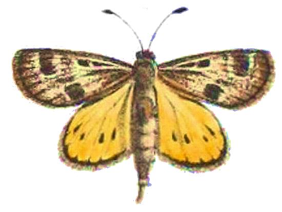 Synemon plana