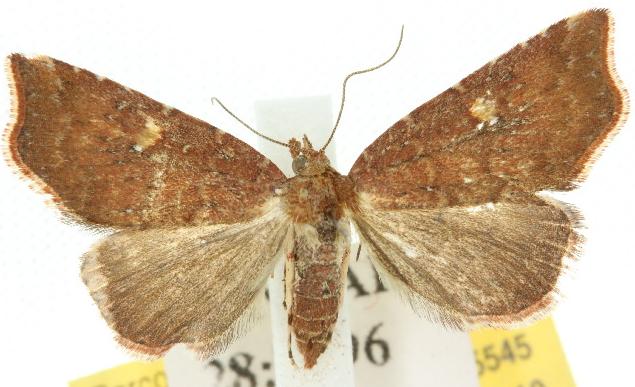 Sophta aeluropis