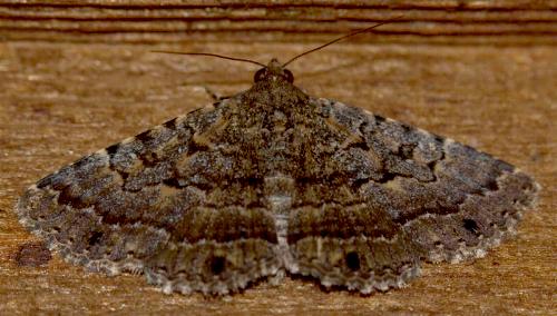 Diatenes aglossoides
