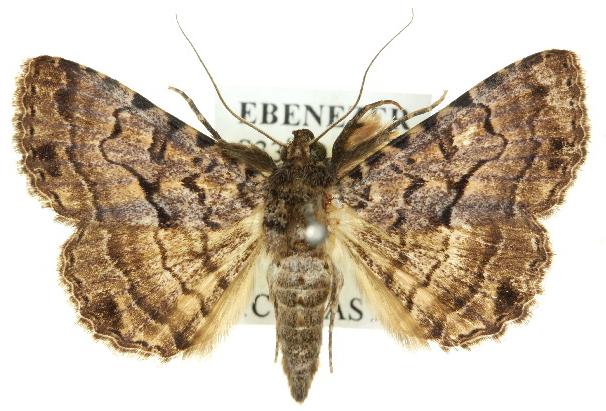 Diatenes aglossoides