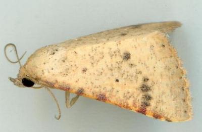 Madope auferens