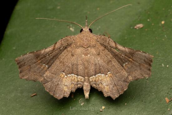 Throana blechrodes