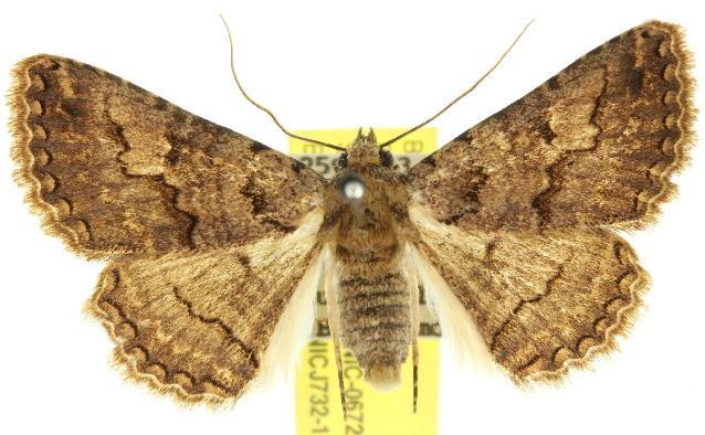 Olyssa calamitosa