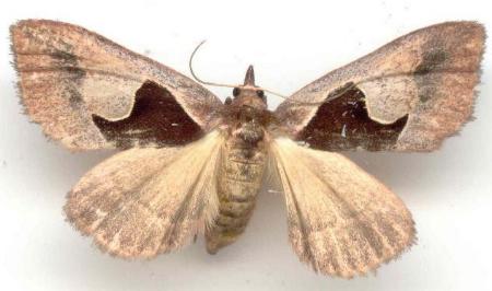 Agamana cavatalis