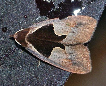 Agamana cavatalis