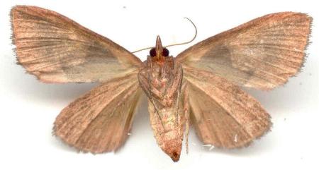 Agamana cavatalis