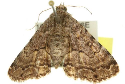 Diatenes chalybescens