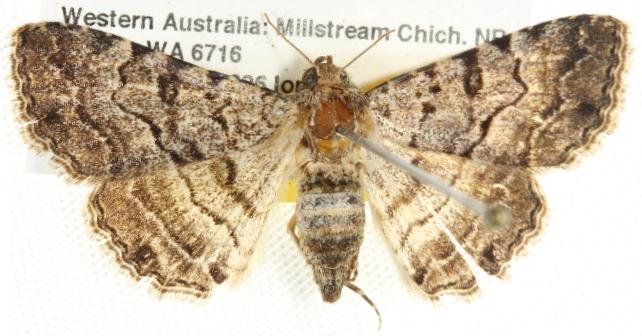 Diatenes chalybescens