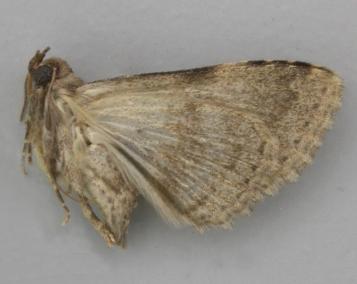 Diatenes chalybescens