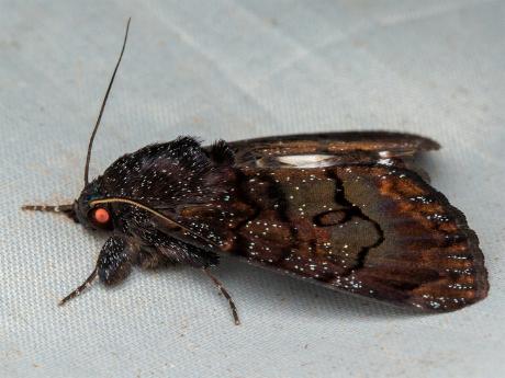 Nagia compsotrephes