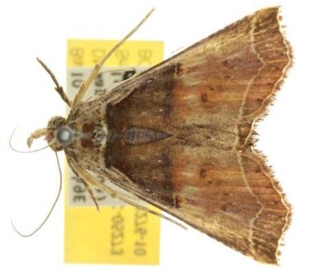 Leptotroga costalis