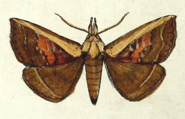 Leptotroga costalis