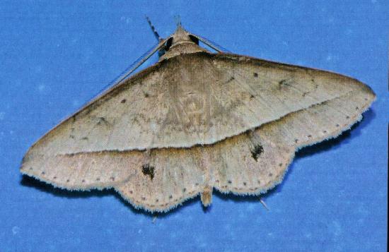 Hypospila creberrima