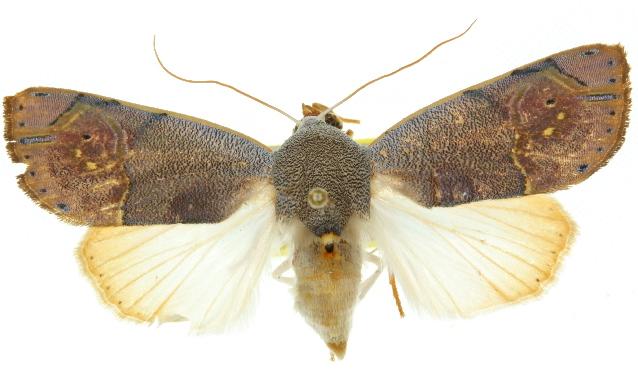 Ramadasa crystallina
