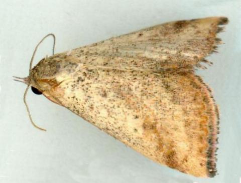 Daona detersalis