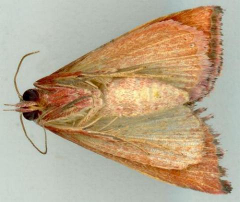 Daona detersalis