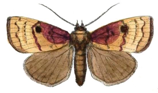 Avitta discipuncta