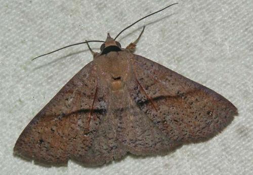 Ophiusa eurrhoa