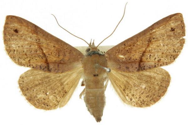 Ophiusa eurrhoa