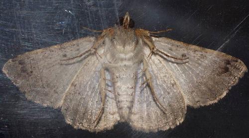 Diatenes gerula