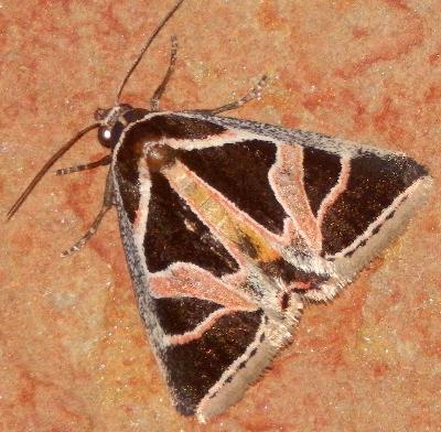 Xenogenes gloriosa