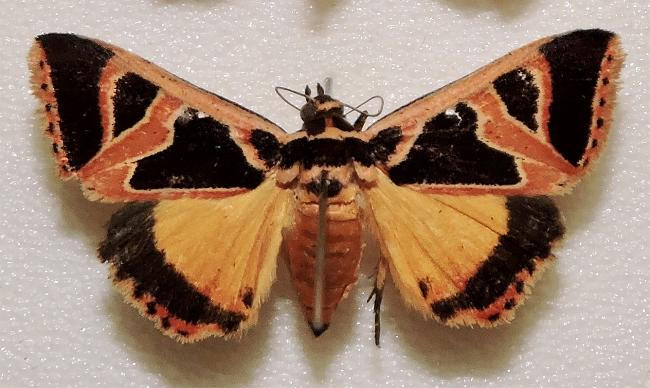 Xenogenes gloriosa
