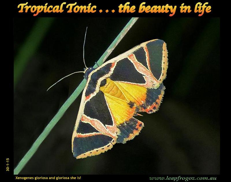 Xenogenes gloriosa