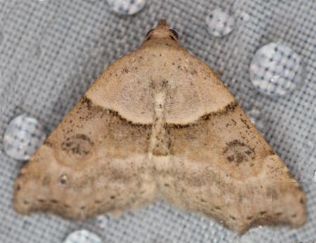Sophta hapalopis