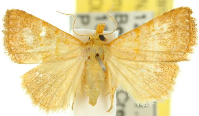 Meranda holochrysa